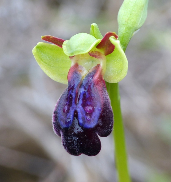 Orchidee di Creta: tra mitologia, montagne e natura, marzo 2015